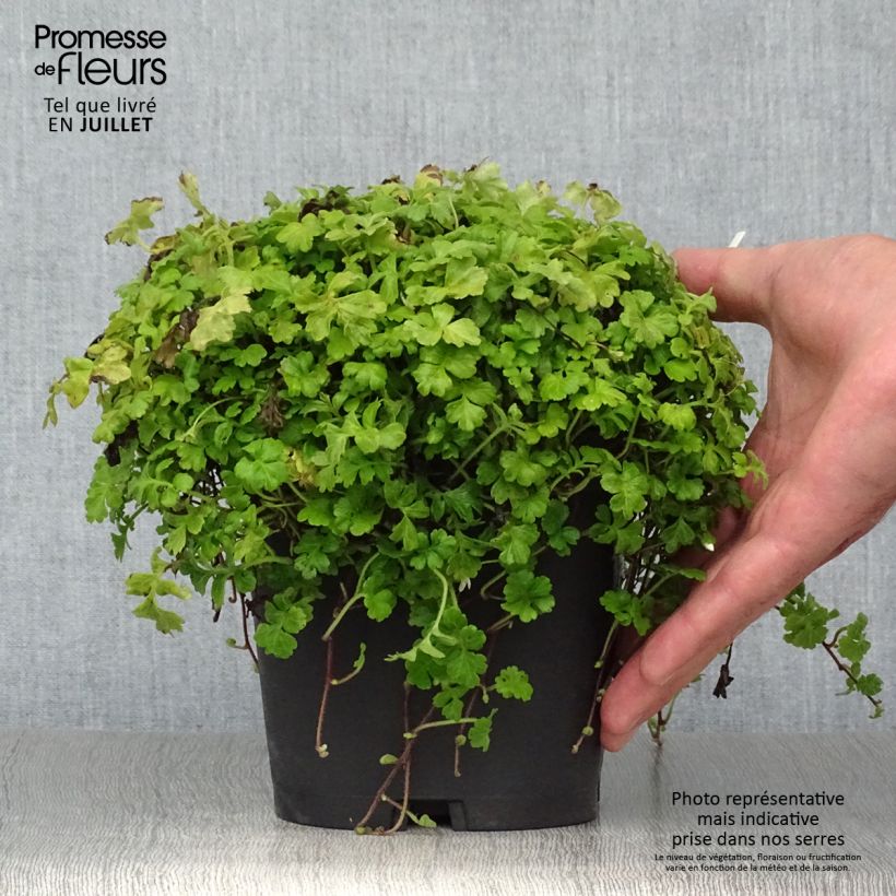 Esemplare di Ellisiophyllum pinnatum Vaso da 2L/3L consegnato in estate