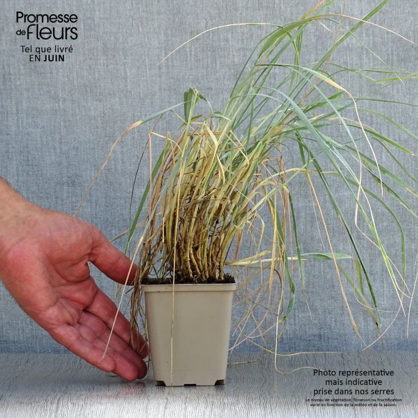 Esemplare di Elymus magellanicus Vasetto da 8/9 cm consegnato in estate