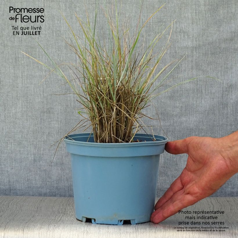 Esemplare di Elymus magellanicus Vaso da 2L/3L consegnato in estate