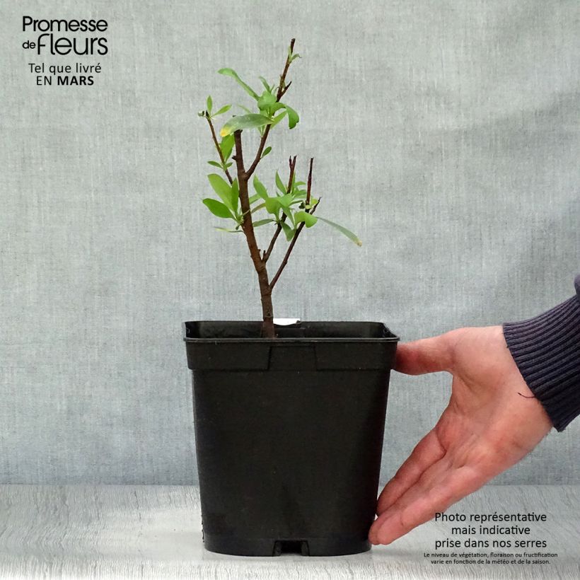 Embothrium coccineum - Albero del fuoco del Cile Vaso da 2L/3L esemplare consegnato in primavera