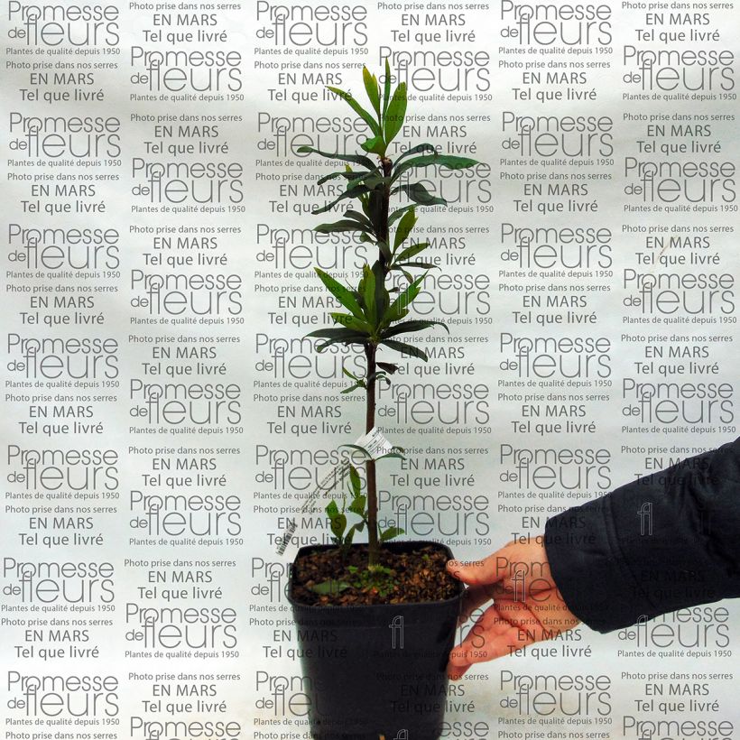 Esempio di esemplare Embothrium coccineum var. lanceolatum Vaso da 2L/3L come consegnato