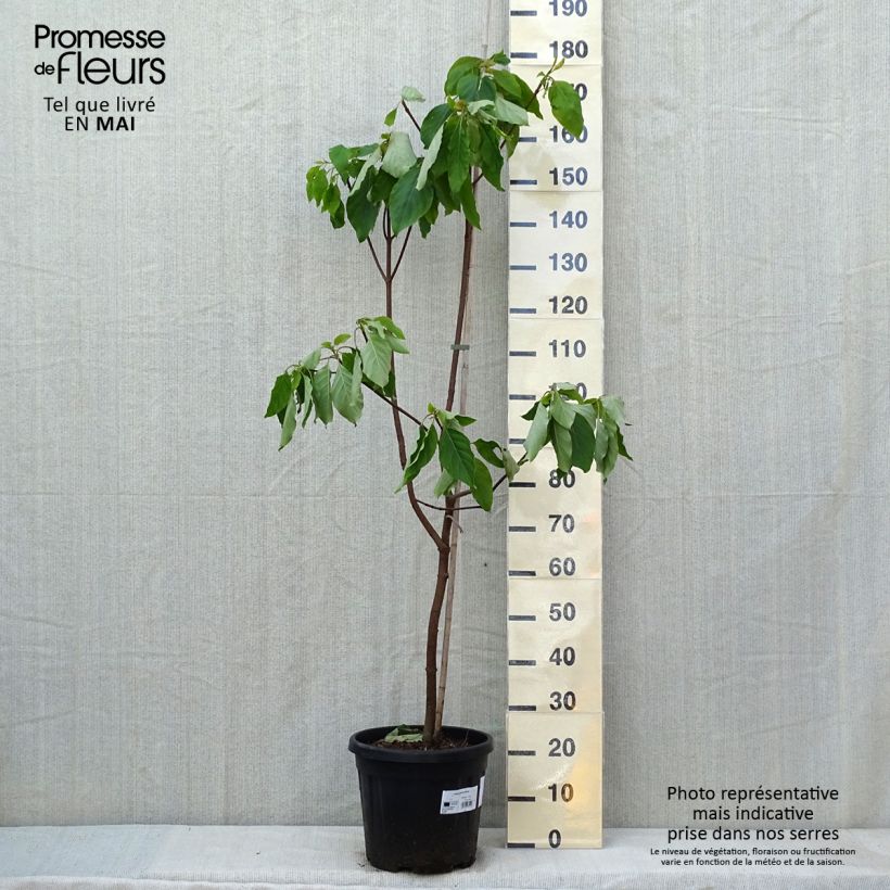 Emmenopterys henryi Vaso da 12L/15L esemplare consegnato in primavera
