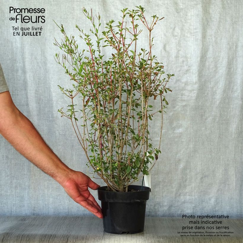 Esemplare di Enkianthus campanulatus Vaso da 2L/3L consegnato in estate