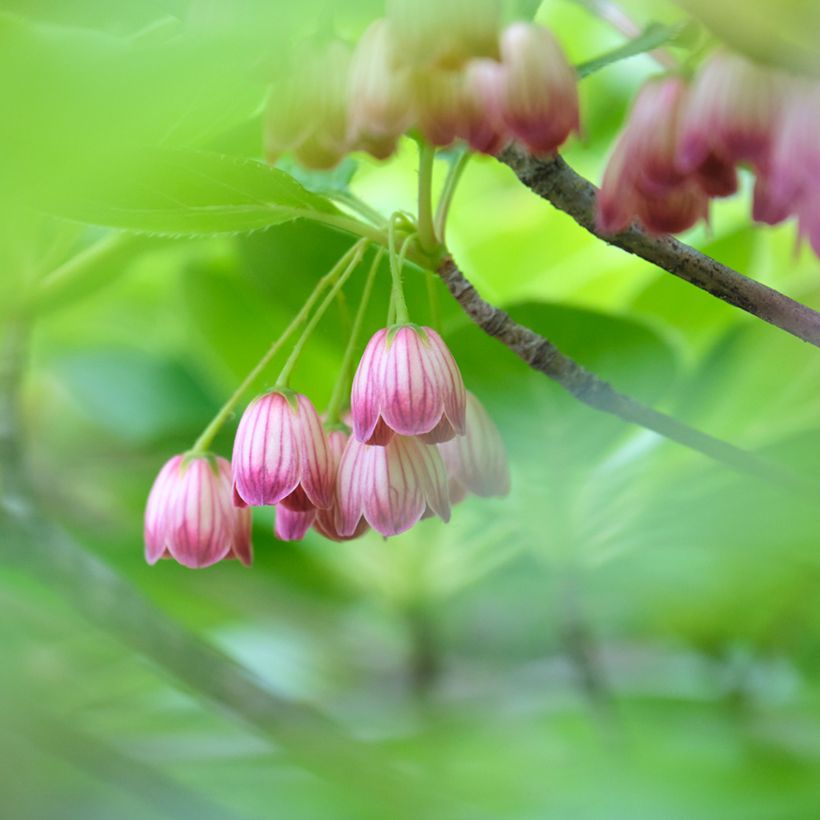 Enkianthus campanulatus Red Bells (Fioritura)