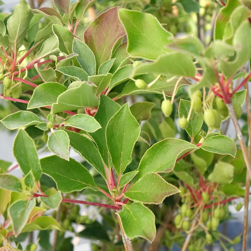 Enkianthus campanulatus Prettycoat (Fogliame)