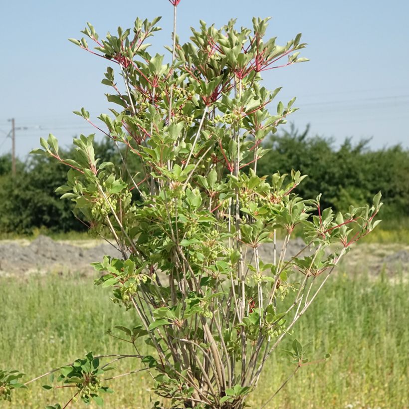 Enkianthus campanulatus Prettycoat (Porto)