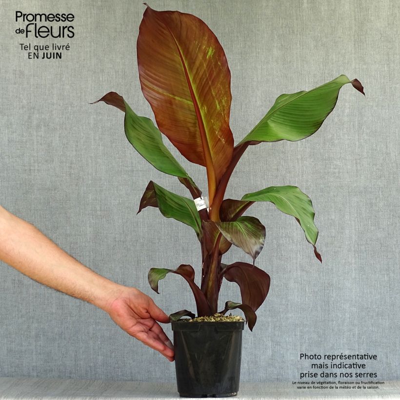 Esemplare di Ensete ventricosum Maurelii - Falso banano rosso Vaso da 2L/3L consegnato in estate