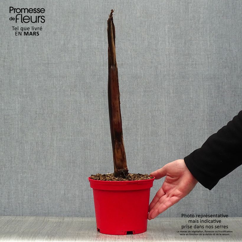 Ensete ventricosum Maurelii - Falso banano rosso Vaso da 2L/3LAltezza consegnata circa 70+cm esemplare consegnato in primavera