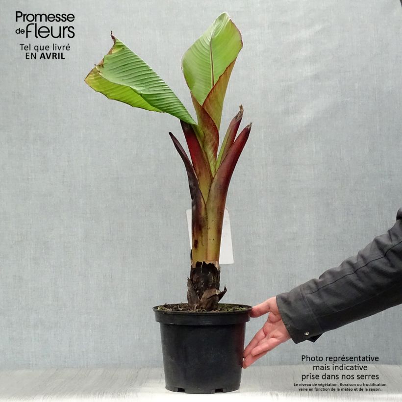 Ensete ventricosum Maurelii - Falso banano rosso Vaso da 4L/5LAltezza consegnata circa 60+cm esemplare consegnato in primavera
