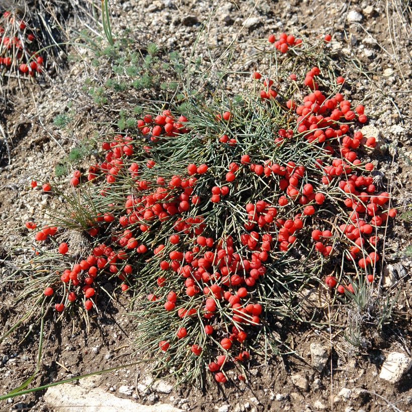 Ephedra minima - Efedra (Porto)
