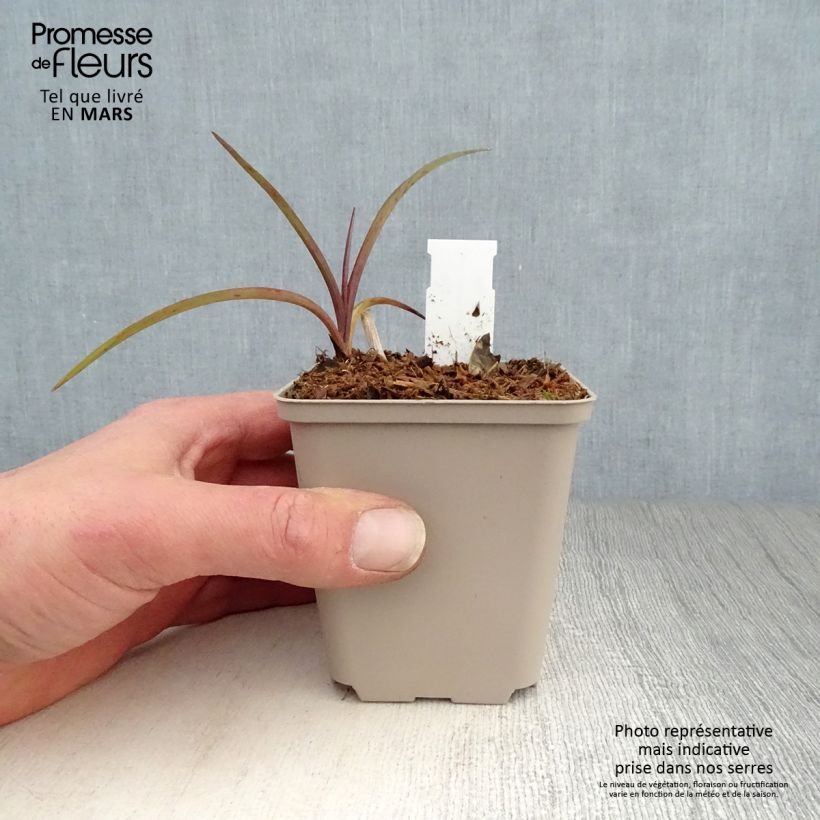 Tradescantia andersoniana Perrine's Pink Vasetto da 8/9 cm esemplare consegnato in primavera