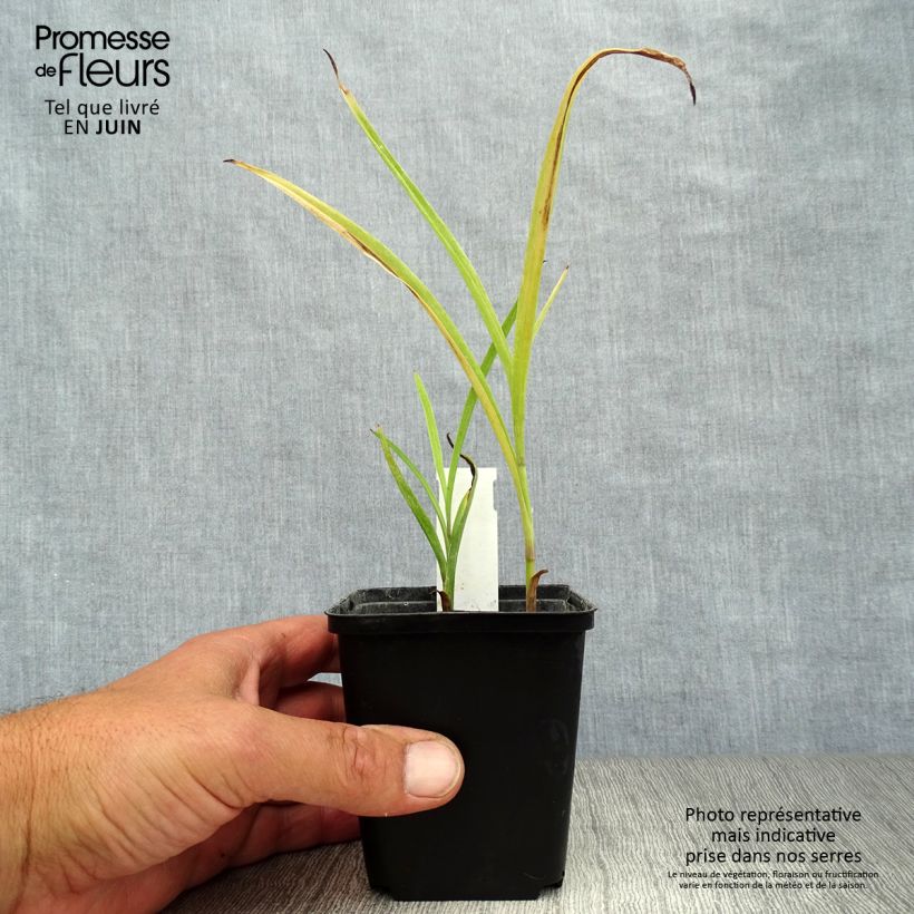 Esemplare di Tradescantia andersoniana Little Doll Vasetto da 8/9 cm consegnato in estate
