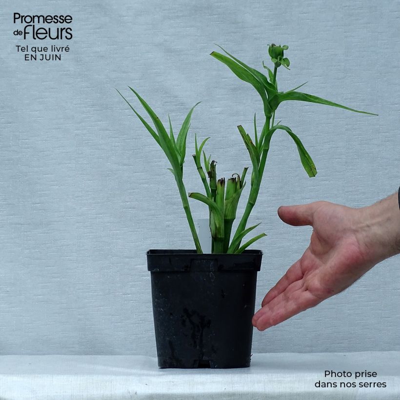 Esemplare di Tradescantia andersoniana Osprey Vaso da 2L/3L consegnato in estate