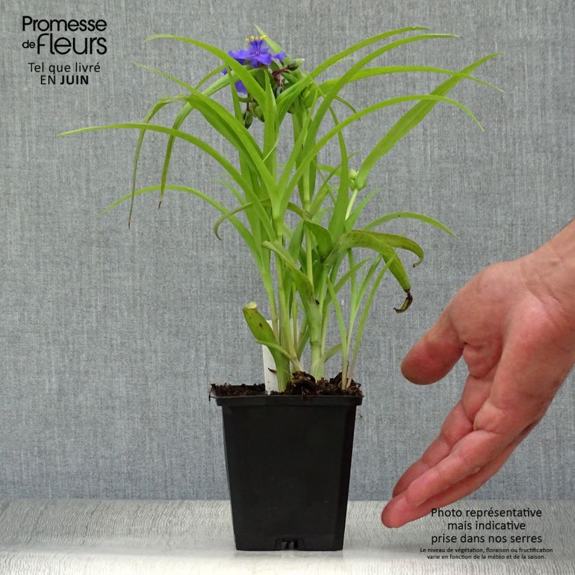 Esemplare di Tradescantia andersoniana Sweet Kate Vasetto da 8/9 cm consegnato in estate