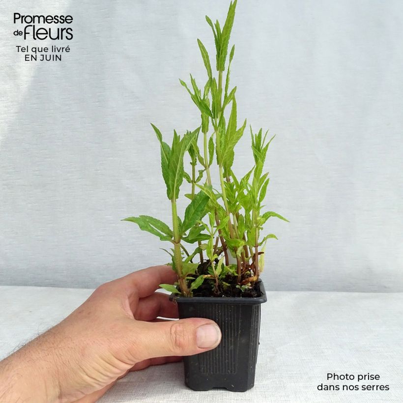 Esemplare di Stachys palustris - Stregona palustre Vasetto da 8/9 cm consegnato in estate