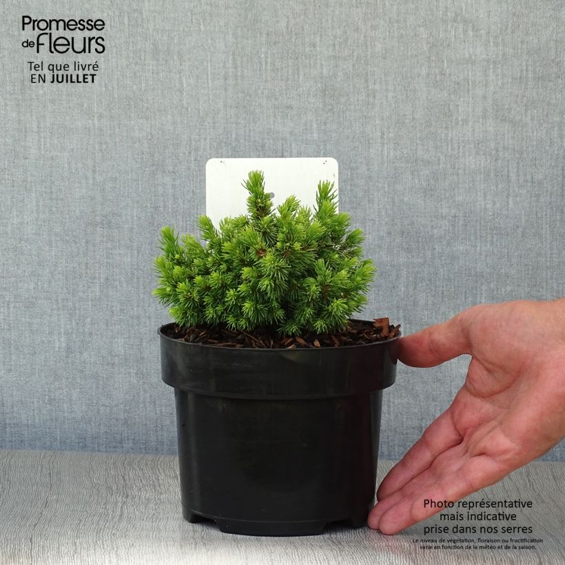 Esemplare di Picea abies Jalako Gold Vaso da 2L/3L consegnato in estate