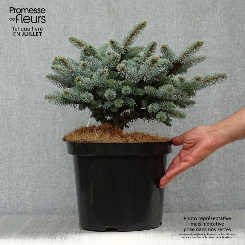 Esemplare di Picea pungens Glauca Globosa Vaso da 4L/5L consegnato in estate