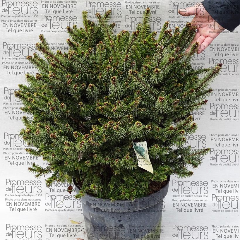 Esempio di esemplare Picea abies Hana Subutus Vaso da 7,5L/10LAltezza consegnata circa 30/40cm come consegnato