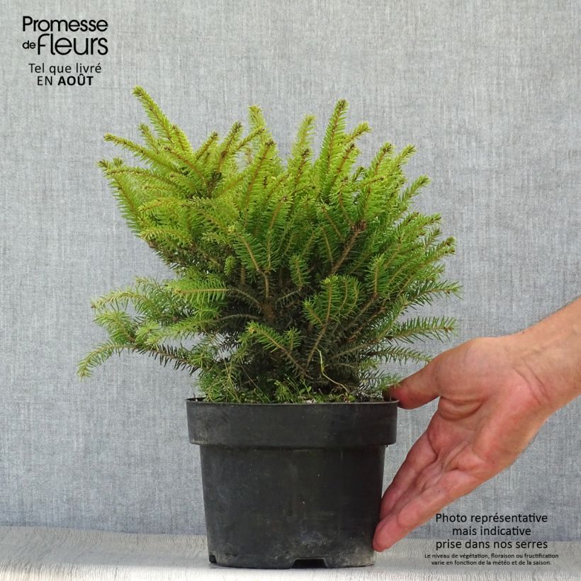 Esemplare di Picea abies Nidiformis - Abete nidiforme Vaso da 2L/3L consegnato in estate