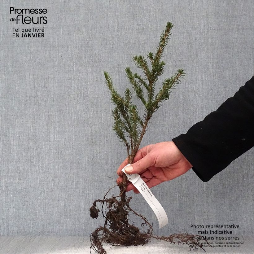 Picea abies - Peccio Piante piccole a radice nuda esemplare consegnato in inverno