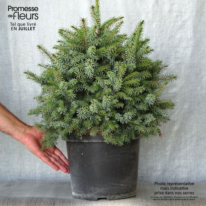 Esemplare di Picea omorika Nana Vaso da 7,5L/10L consegnato in estate
