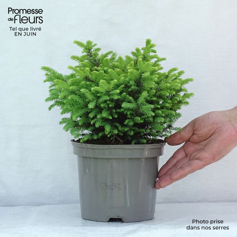 Esemplare di Picea omorika Karel Vaso da 2L/3L consegnato in estate