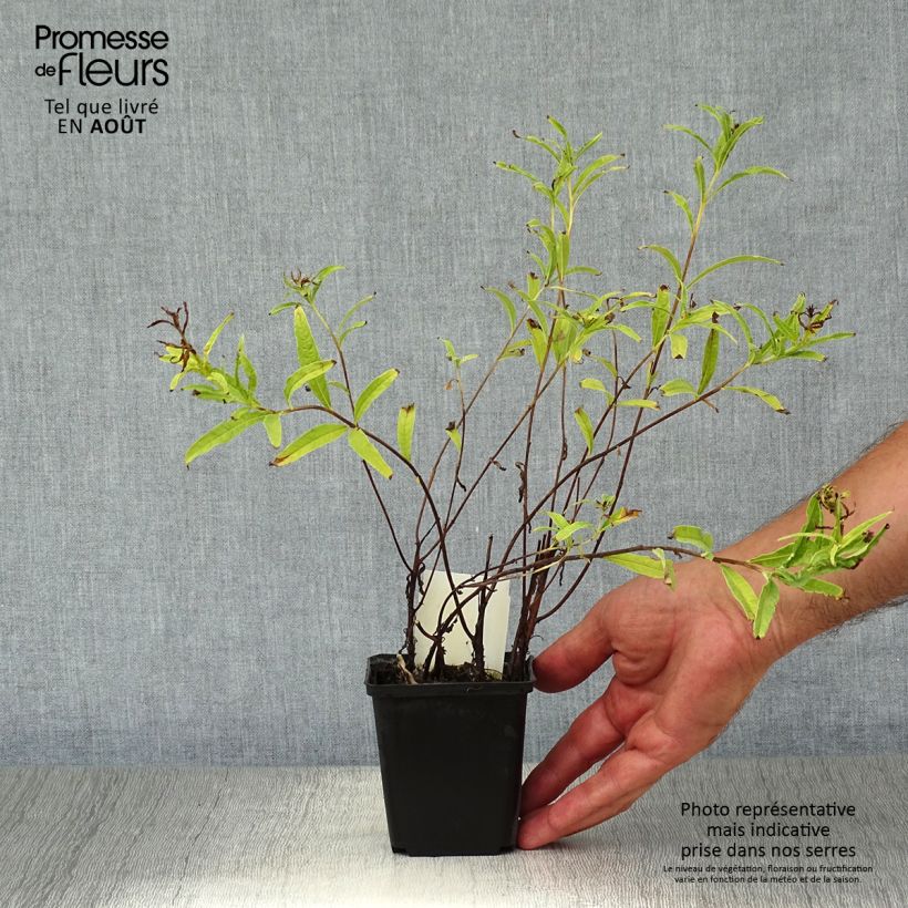 Esemplare di Epilobium angustifolium Album - Camenèrio Vasetto da 8/9 cm consegnato in estate