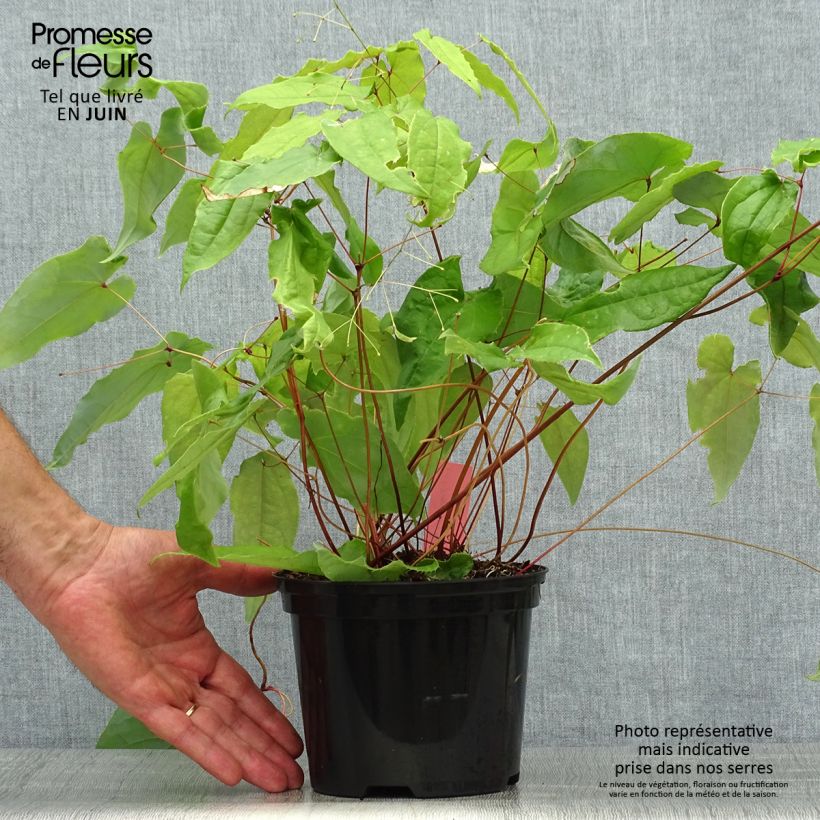 Esemplare di Epimedium Elenwe Vaso da 1,5L/2L consegnato in estate