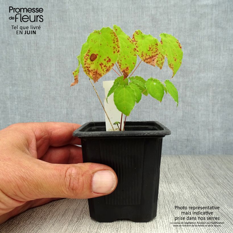 Esemplare di Epimedium alpinum - Epimedio alpino Vasetto da 8/9 cm consegnato in estate