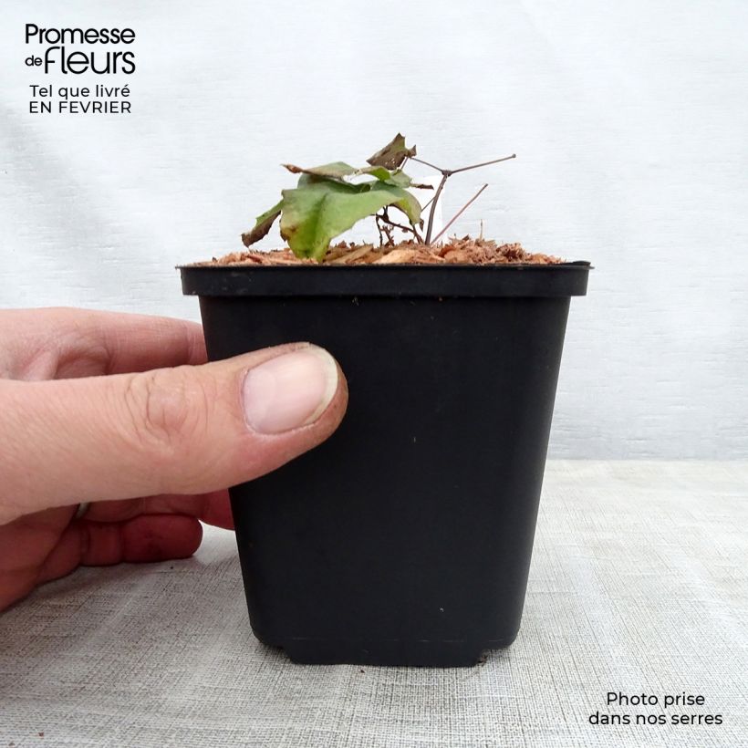Epimedium dolichostemon Vasetto da 8/9 cm esemplare consegnato in inverno
