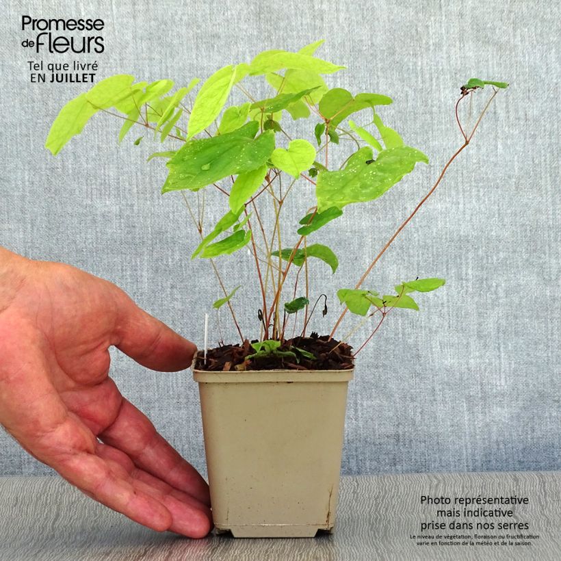 Esemplare di Epimedium grandiflorum Beni-kujaku Vasetto da 8/9 cm consegnato in estate