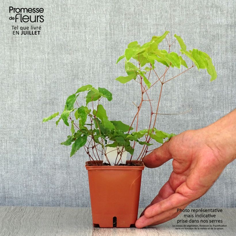Esemplare di Epimedium grandiflorum Lilafee Vasetto da 8/9 cm consegnato in estate