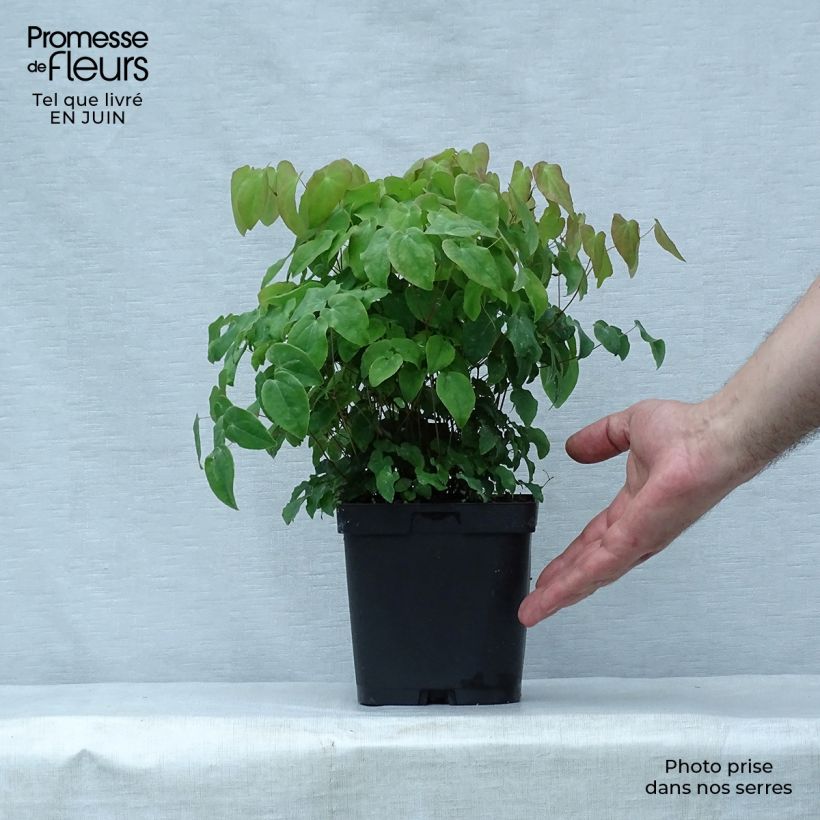 Esemplare di Epimedium grandiflorum Lilafee Vaso da 2L/3L consegnato in estate