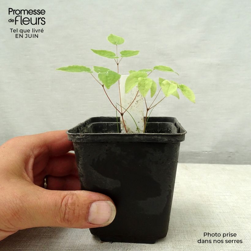 Esemplare di Epimedium grandiflorum Purple Pixie Vasetto da 8/9 cm consegnato in estate