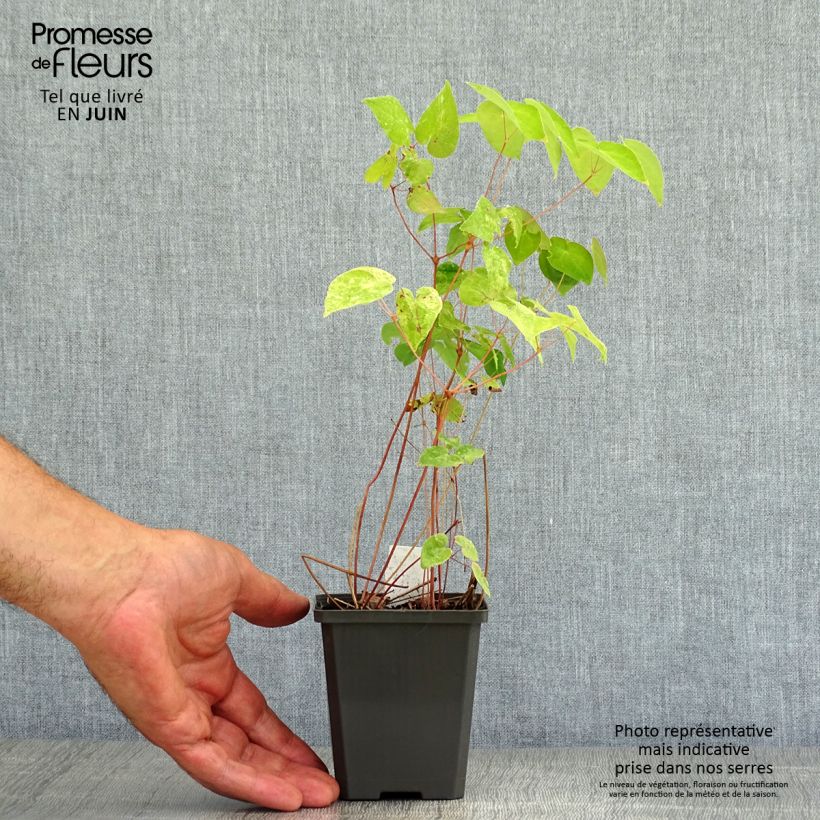 Esemplare di Epimedium grandiflorum Red Beauty Vasetto da 8/9 cm consegnato in estate