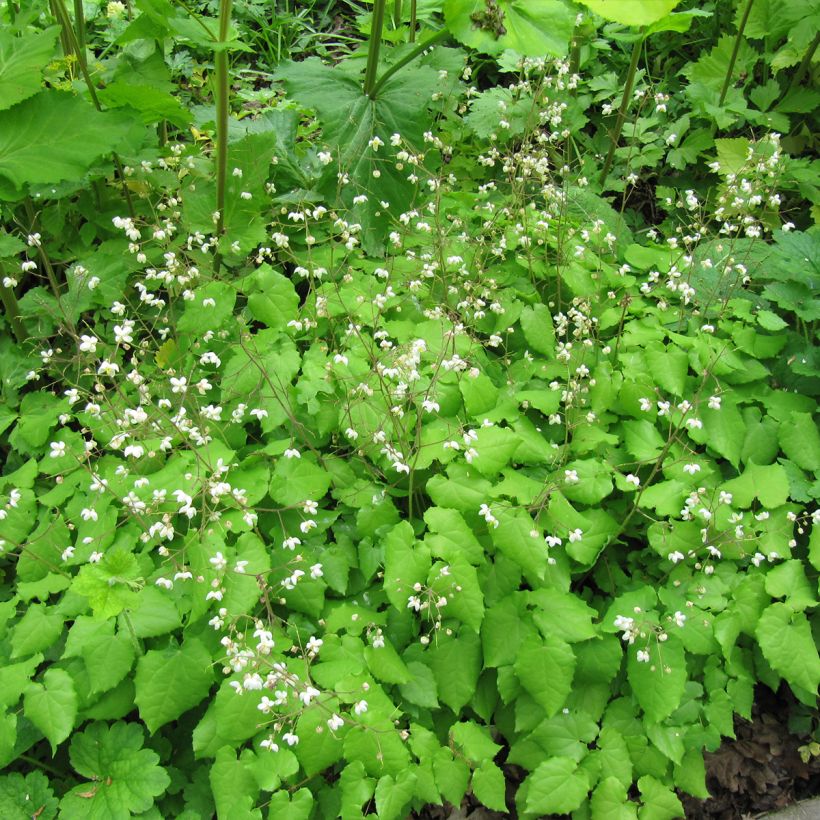 Epimedium grandiflorum Rubinkröne (Porto)
