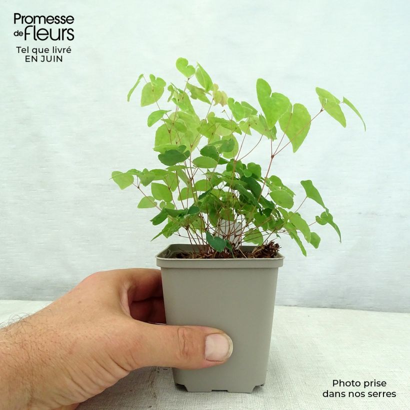 Esemplare di Epimedium grandiflorum Shiho Vasetto da 8/9 cm consegnato in estate
