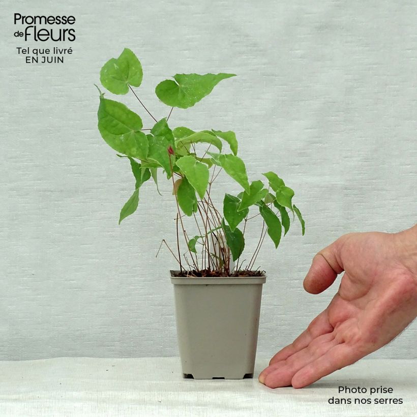 Esemplare di Epimedium Pink Elf Vasetto da 8/9 cm consegnato in estate
