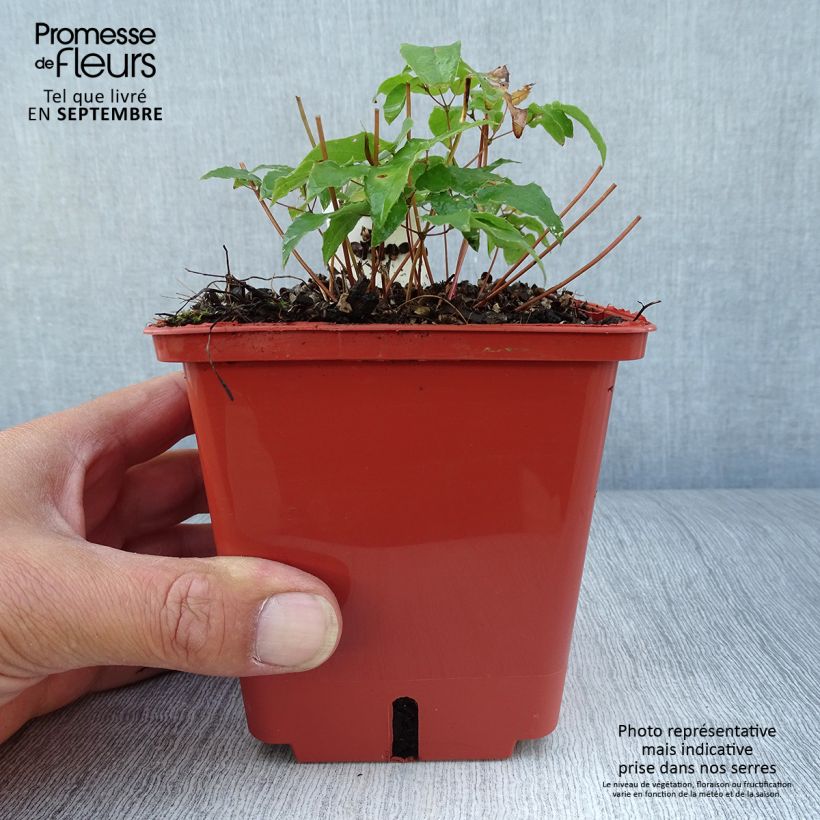 Esemplare di Epimedium Pink Elf Vaso da 1L/1,5L come consegnato in autunno