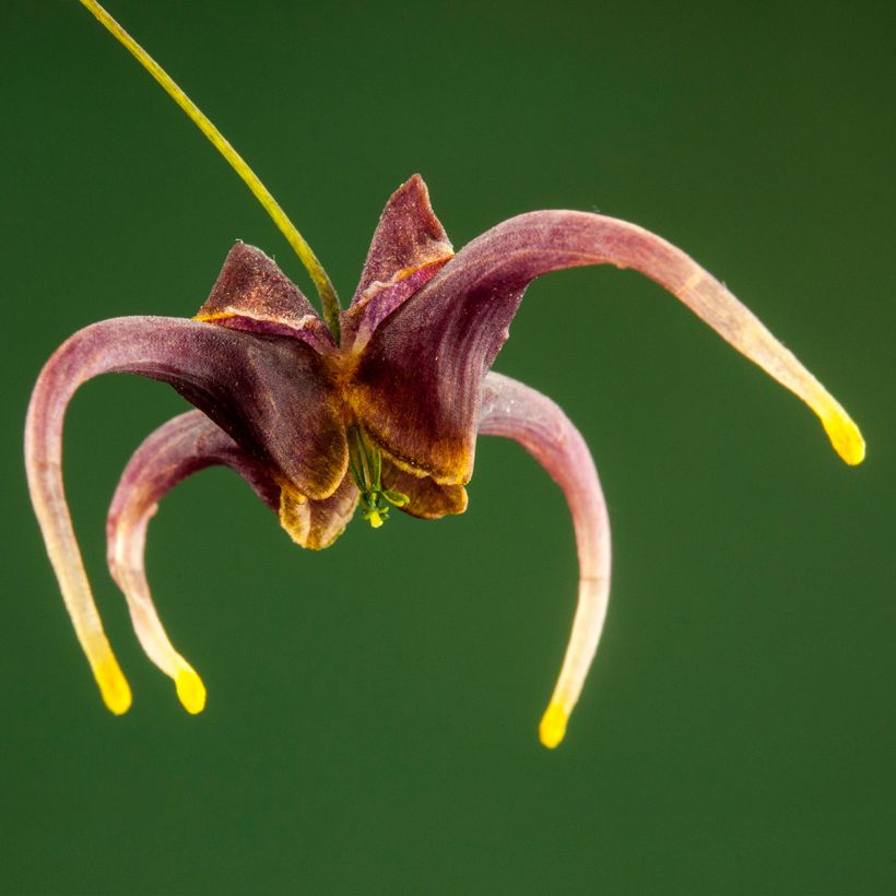 Epimedium omeiense Stormcloud (Fioritura)