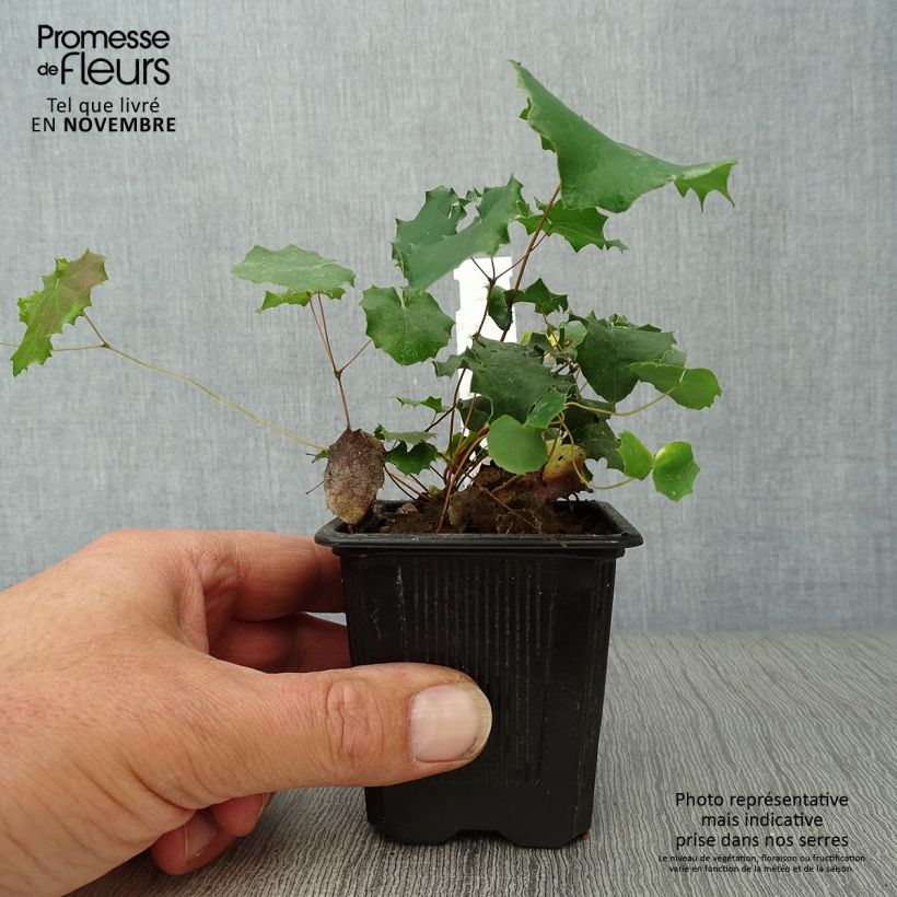 Esemplare di Epimedium pauciflorum Vasetto da 8/9 cm come consegnato in autunno