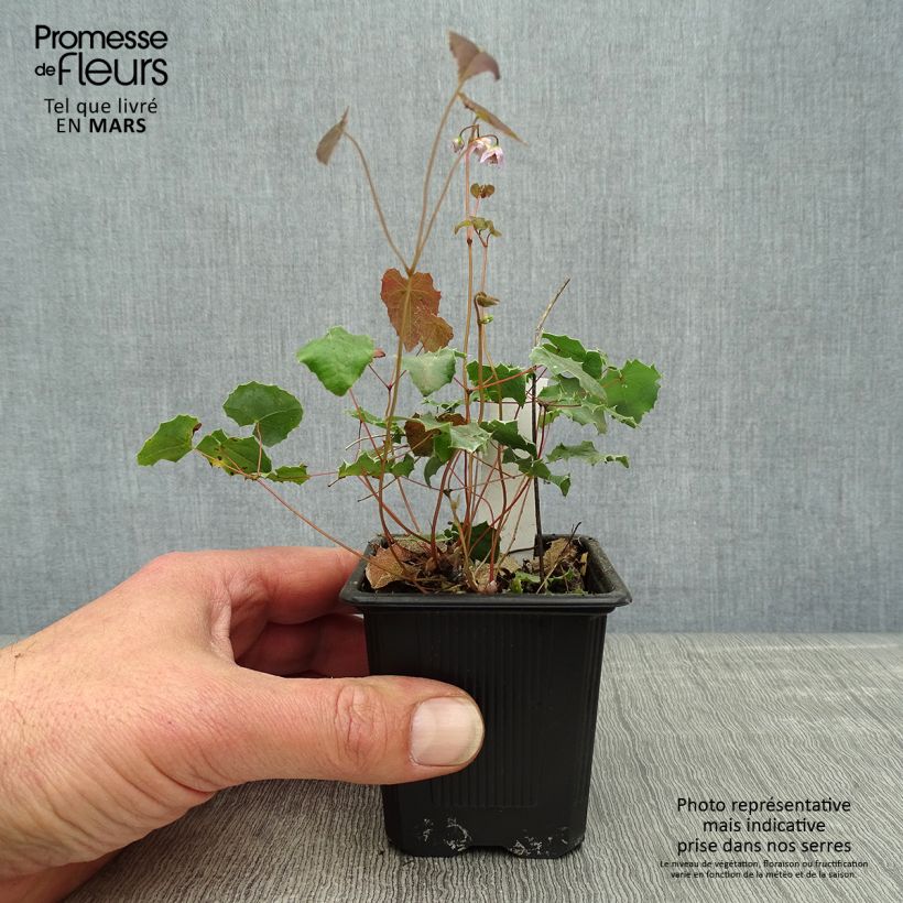 Epimedium pauciflorum, Fleur des elfes Godet de 8/9 cm esemplare consegnato in primavera