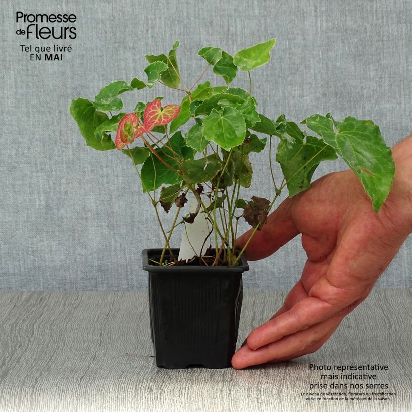 Epimedium perralchicum Fröhnleiten Vasetto da 8/9 cm esemplare consegnato in primavera