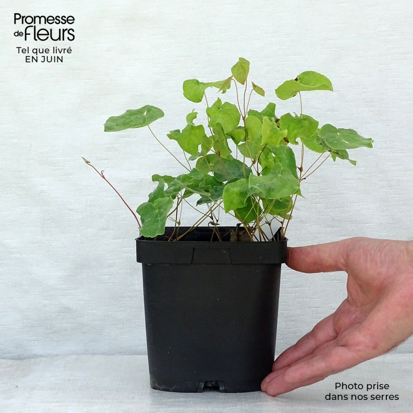 Esemplare di Epimedium perralchicum Fröhnleiten Vaso da 2L/3L consegnato in estate