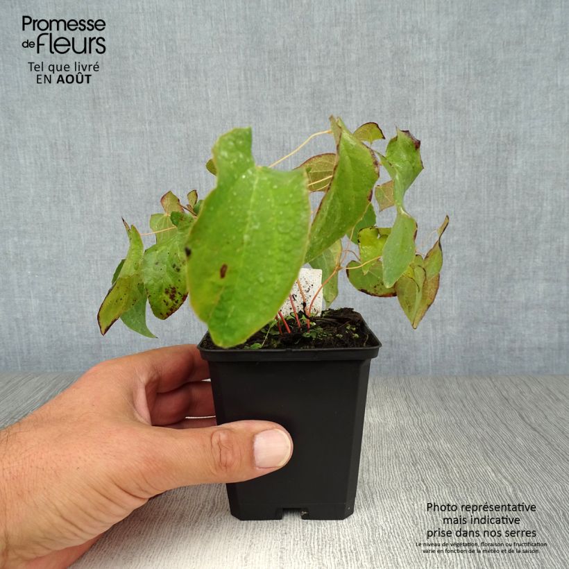 Esemplare di Epimedium rubrum Vasetto da 8/9 cm consegnato in estate