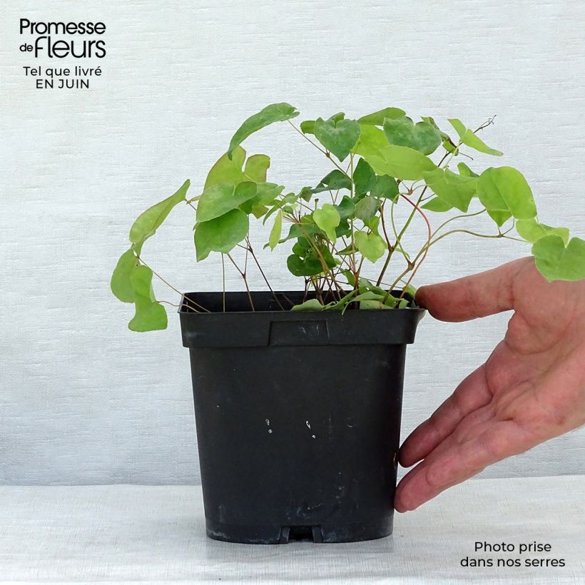 Esemplare di Epimedium rubrum Vaso da 2L/3L consegnato in estate