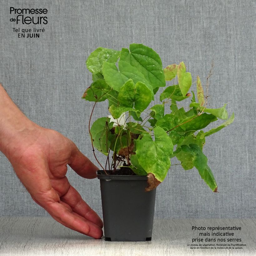 Esemplare di Epimedium stellulatum Wudang Star Vasetto da 8/9 cm consegnato in estate
