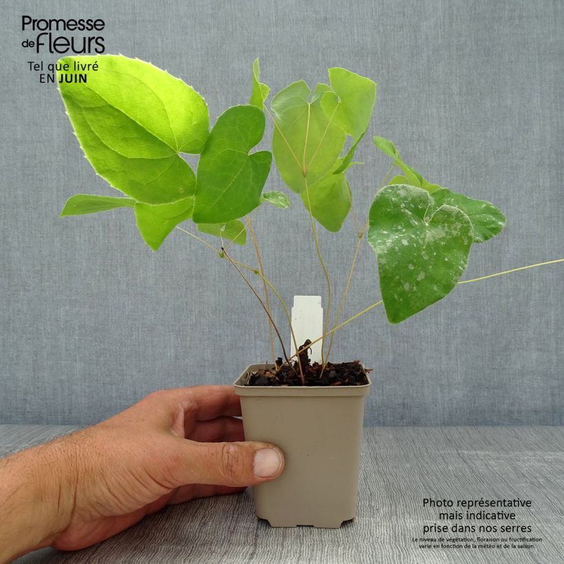 Esemplare di Epimedium warleyense Ellen willmott Vasetto da 8/9 cm consegnato in estate