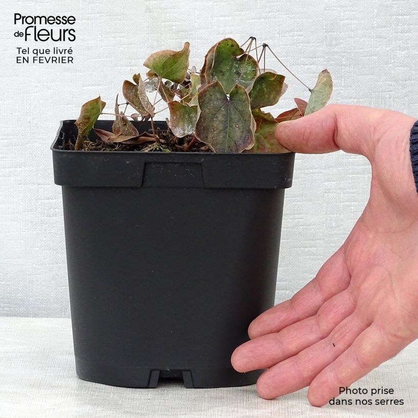 Epimedium warleyense Vaso da 2L/3L esemplare consegnato in inverno