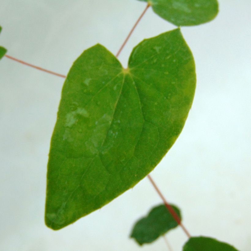 Epimedium youngianum Niveum (Fogliame)